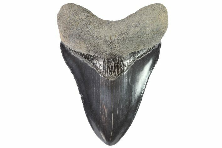 Serrated, Fossil Megalodon Tooth - Georgia #88669